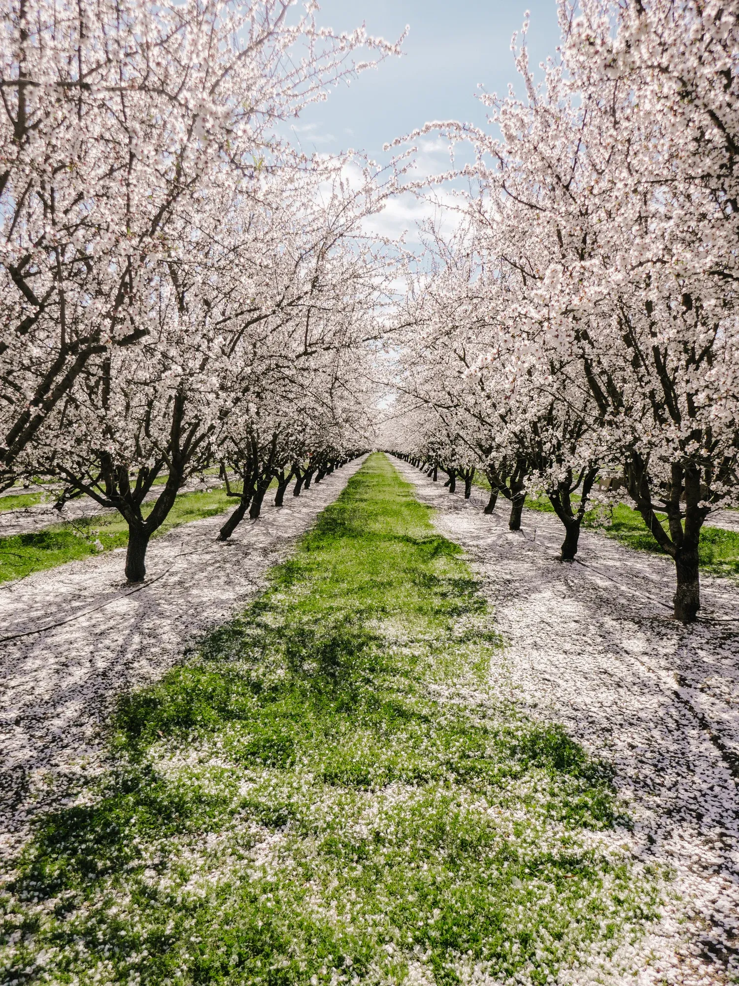 Rows of almond trees on a California almond farm