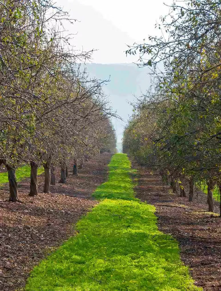 Rows of almond trees on a California almond farm